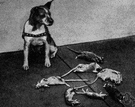 rat terrier - any of several breeds of terrier developed to catch rats