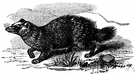 Nyctereutes - raccoon dogs