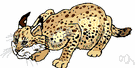 spotted lynx - of southern Europe