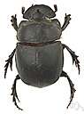 whirligig beetle