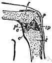articulatio genus - hinge joint in the human leg connecting the tibia and fibula with the femur and protected in front by the patella