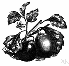 turban squash - large squash shaped somewhat like a turban usually with a rounded central portion protruding from the blossom end
