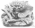 Nymphaea lotus - white Egyptian lotus: water lily of Egypt to southeastern Africa