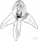 bog rein orchid - orchid with spikes of many fragrant white flowers on erect leafy stems