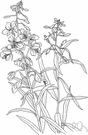 wickup - tall North American perennial with creeping rootstocks and narrow leaves and spikes of pinkish-purple flowers occurring in great abundance in burned-over areas or recent clearings