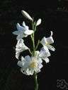 Madonna lily - lily of eastern Mediterranean and the Balkans with broad funnel-shaped white flowers