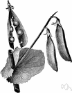 genus Pisum - small genus of variable annual Eurasian vines: peas