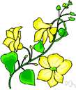 canary creeper - a climber having flowers that are the color of canaries