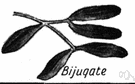 bijugous leaf - a pinnate leaf having two pairs of leaflets
