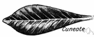 cuneate leaf - a wedge-shaped leaf having the acute angle at the base