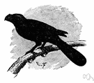 genus Crotophaga - ani