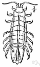 order Isopoda - woodlice