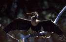 Phalacrocorax