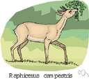 Raphicerus - African antelopes: steenboks