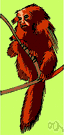 tamarin - small South American marmoset with silky fur and long nonprehensile tail