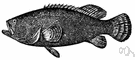 mulloway - large important food fish of Australia