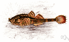 armed bullhead - northern Atlantic sea poacher