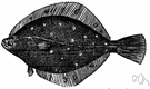 Pleuronectes platessa - large European food fish