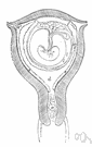mucous secretion - protective secretion of the mucus membranes
