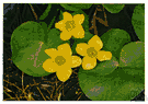 marsh marigold - swamp plant of Europe and North America having bright yellow flowers resembling buttercups