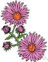 aromatic aster - a variety of aster