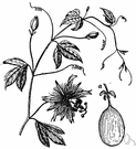 Passiflora incarnata - of southern United States