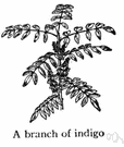 Indigofera suffruticosa - shrub of West Indies and South America that is a source of indigo dye