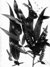 Salix nigra - North American shrubby willow having dark bark and linear leaves growing close to streams and lakes