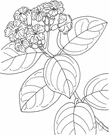 genus Cordia - tropical deciduous or evergreen trees or shrubs of the family Boraginaceae