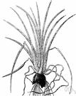 Isoetaceae - quillworts