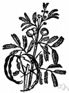 gum arabic - gum from an acacia tree
