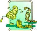 family Actinomycetaceae - filamentous anaerobic bacteria