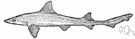 Mustelus canis - found along the Atlantic coast of the Americas