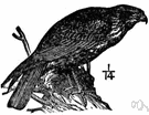 Circus Aeruginosus - Old World harrier frequenting marshy regions