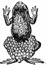 midwife toad - similar in habit to Alytes obstetricians