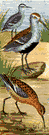 red-backed sandpiper - small common sandpiper that breeds in northern or Arctic regions and winters in southern United States or Mediterranean regions