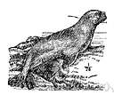 genus Zalophus