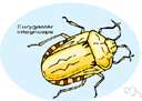 whitefly