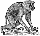 Nasalis - proboscis monkeys
