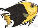 rock beauty - gold and black butterflyfish found from West Indies to Brazil