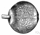 choroid vein - either of two veins serving the choroid coat of the eye