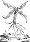 umbrellawort - a plant of the genus Mirabilis