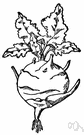 Swedish turnip - a cruciferous plant with a thick bulbous edible yellow root