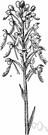 genus Habenaria - chiefly terrestrial orchids with tubers or fleshy roots often having long slender spurs and petals and lip lobes