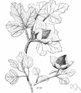 Fremontodendron - flannelbush