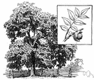 black hickory - North American walnut tree with hard dark wood and edible nut