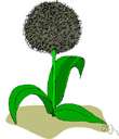 wild leek - coarse Old World perennial having a large bulb and tall stalk of greenish purple-tinged flowers