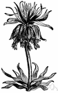 Fritillaria imperialis - Eurasian herb with a cluster of leaves and orange-red bell-shaped flowers at the top of the stem