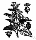 cascarilla - West Indian shrub with aromatic bark