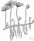 water clover - water fern of Europe and Asia and the eastern United States distinguished by four leaflets resembling clover leaves